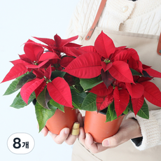 모리앤 포인세티아 포트 크리스마스 식물, 혼합색상, 8개