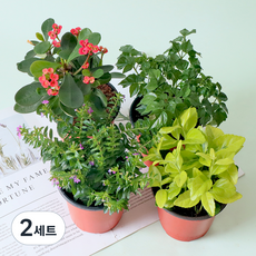 모리앤 생화 사계절 공기정화 포트식물 꽃기린 + 해피트리 + 금사철 + 쿠페아 세트 A, 혼합색상, 2세트