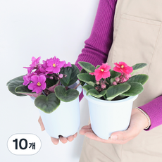 모리앤 바이올렛 포트 꽃식물, 랜덤발송, 10개