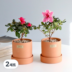 모리앤 토분에 심은 철쭉 2종 세트, 혼합색상, 2세트