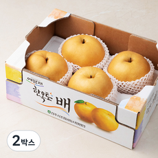 예담채 한옥토 전주 배 4~7입, 3kg, 2박스