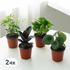 코코도르팜 생화 공기정화 식물A 포트 소 4종 세트, 혼합색상, 2세트