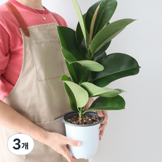 모리앤 인도고무나무 중품포트 공기정화식물, 혼합색상, 3개