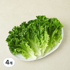 친환경 인증 쌈용 바타비아, 4개, 170g