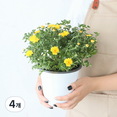 모리앤 소국 중품포트 공기정화식물, 옐로우, 4개