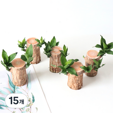 모리앤 행운목 공기정화 식물, 혼합색상, 15개