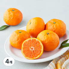 귤탐 고당도 13.5brix 카라향, 1kg(중과, 4~7입), 4개