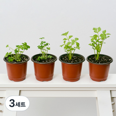 코코도르팜 채소 포트 소형 2종 이탈리안파슬리 2p + 샐러리 2p, 랜덤발송(화분 포트), 3세트