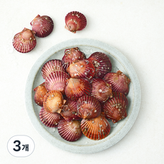 바다림 국내산 홍가리비 (냉장), 3개, 1.5kg