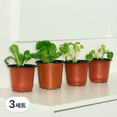 코코도르팜 채소 포트 소형 2종 로메인상추 2p + 루꼴라 2p, 랜덤발송(화분 포트), 3세트