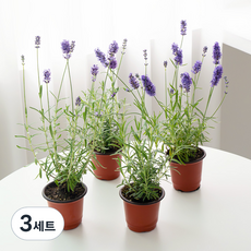코코도르팜 생화 허브 라벤더A 포트 소 4종 세트, 혼합색상, 3세트