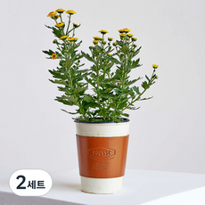 프레시가든 가을국화 10cm + 빈티지 철제화분 가죽홀더 세트, 옐로, 2세트
