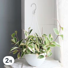 모리앤 호야 행잉중형포트 공기정화식물, 2개