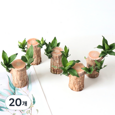 모리앤 행운목 공기정화 식물, 혼합색상, 20개