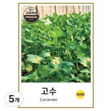 고수씨앗 300립, 5개