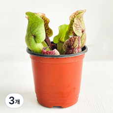 프레시가든 식충식물 퍼포리아, 혼합색상, 3개