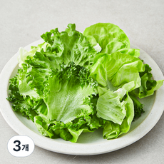 친환경 유러피안 모둠 샐러드용 채소, 180g, 3개