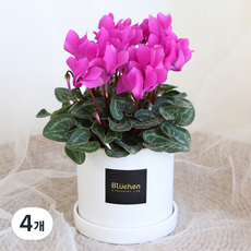 블뤼엔 관엽식물 시클라멘, 핑크, 4개