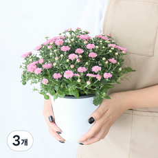 모리앤 소국 중품포트 공기정화식물, 라벤다, 3개