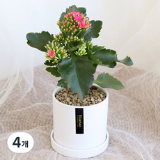 블뤼엔 생화 다육식물 칼랑코에, 연핑크, 4개