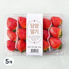 담양 설향 딸기, 5개, 500g