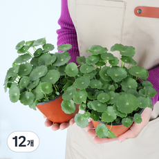 모리앤 워터코인 공기정화 포트식물, 혼합색상, 12개