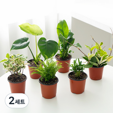 코코도르팜 생화 공기정화 식물B+ 포트 소 6종 세트, 혼합색상, 2세트