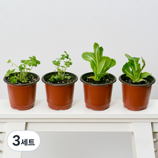 코코도르팜 채소 포트 소형 2종 이탈리안파슬리 2p + 로메인상추 2p, 랜덤발송(화분 포트), 3세트