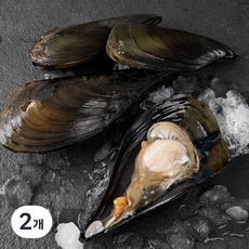 살맛나요 서해안 산지직송 자연산 생물 키조개 (냉장), 1kg(2~4미), 2개
