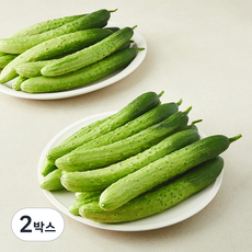 백오이 5kg(23~31입), 5kg, 1개입, 2박스