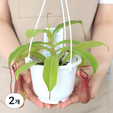 모리앤 벌레잡이 식물대식가 네펜데스 포트식물, 혼합색상, 2개