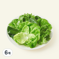 팜에이트 무농약 인증 스마트팜 데일리 믹스 유러피안 샐러드, 100g, 6개