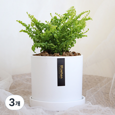 블뤼엔 관엽식물 보스턴고사리 생화, 혼합색상, 3개