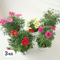 모리앤 목마가렛 2종 세트, 랜덤발송, 3세트