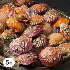 남해안 산지직송 생물 홍가리비 (냉장), 1kg, 5개