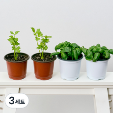 코코도르팜 채소 포트 소형 2종 샐러리 2p + 바질 2p, 그린, 3세트