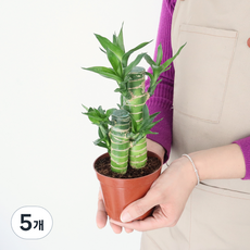 모리앤 황금죽 공기정화 포트식물, 혼합색상, 5개