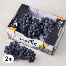 김천앤 캠벨포도, 1kg(2~3수), 2개