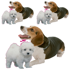 MS.PET 綜合乳酸菌, 腸道健康/乳酸菌, 100g, 3瓶