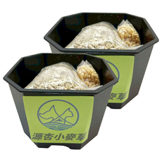 源杏 輕鬆玩小麥草 單盆, 5g, 2包, 小麥草