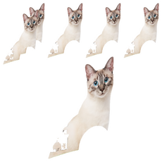 all for paws 清新系列 竹萃三效混和砂, 6個, 4.5kg, 無香