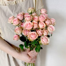 코코도르팜 생화 미니 장미 5대, 핑크