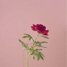 홈앤데코 혼자서 붙이는 셀프용 벽지, 핑크(49577-15)