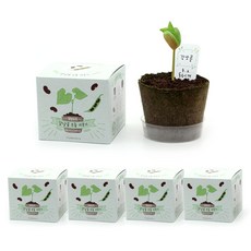 틔움 팜팜농장 모종 키우기 5p, 강낭콩