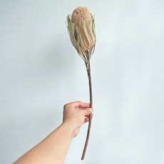 GAPANG 乾花 DRYJ101, 號碼 01