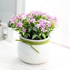 Garden in the City 人造花星星花圈中心裝飾品, 粉色的, 1個