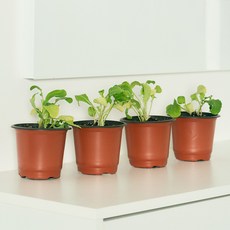 코코도르팜 채소 포트 소형 루꼴라 4p, 랜덤발송(화분 포트), 1세트