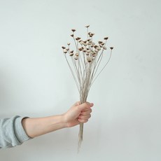 GAPANG 乾花Synensis No. 01 DRYB223, 白色的