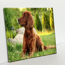 HTP 瓷磚 獵犬 C573, 1個