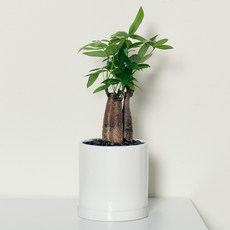 코코도르팜 도자기 화분 대형 파키라, 그린, 1개